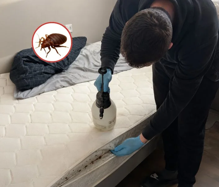 Technicien traitant un matelas contre les punaises de lit à Paris 5eme